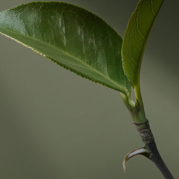 Crema para Manos Body Spa Uña de Gato, 50g